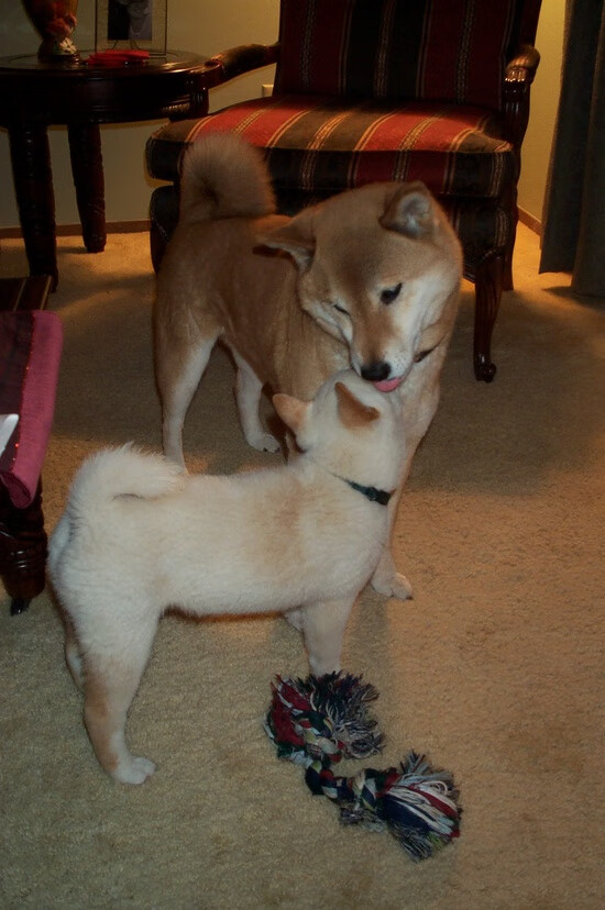 “德甲明星连续发威:豪门战绩稳步提升”,德甲名人