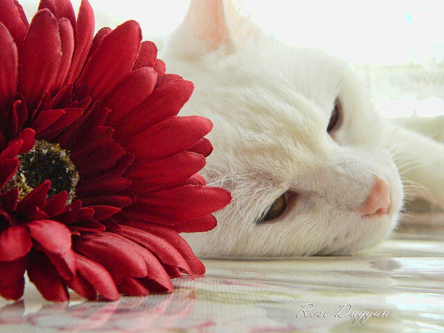 开云·体育官网APP下载-内马尔、姆巴佩、梅西三人联手的战术配合令人惊叹，内马尔姆巴佩梅西合照