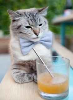 欧冠赛场的“铁人”——莫德里奇的中场魔法，莫德里奇参加欧洲杯