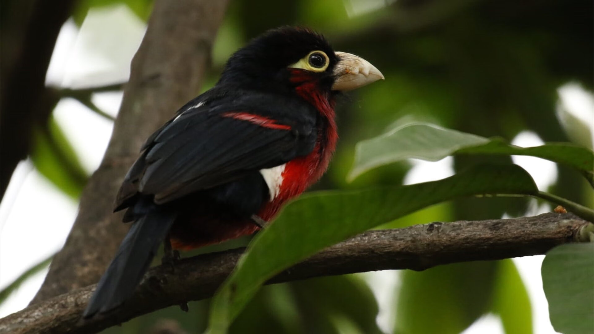 kaiyun开云·官方网站-欧冠奖杯的故事：金光闪耀的荣耀象征，欧冠奖杯名字是什么