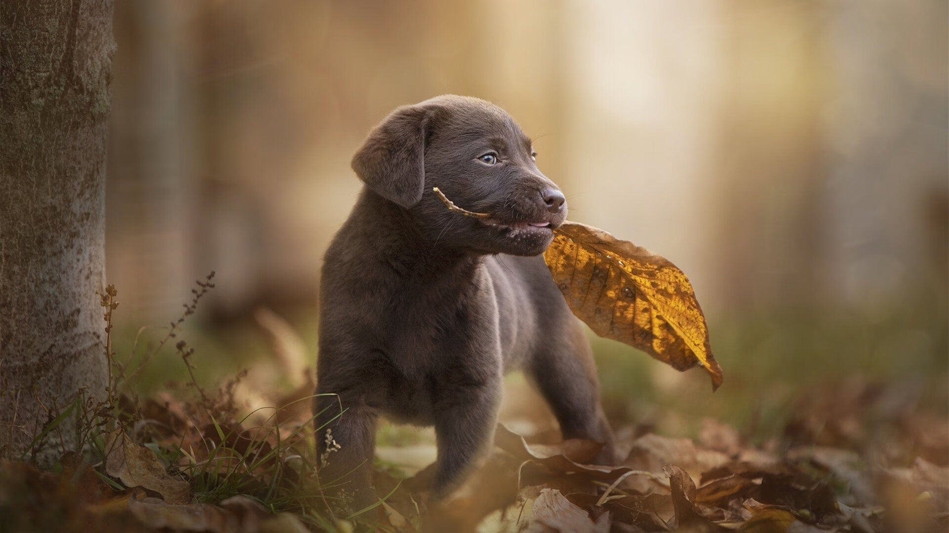 开云·体育官网-76人管理层评估球队阵容，考虑引援补强，76人队最强球员