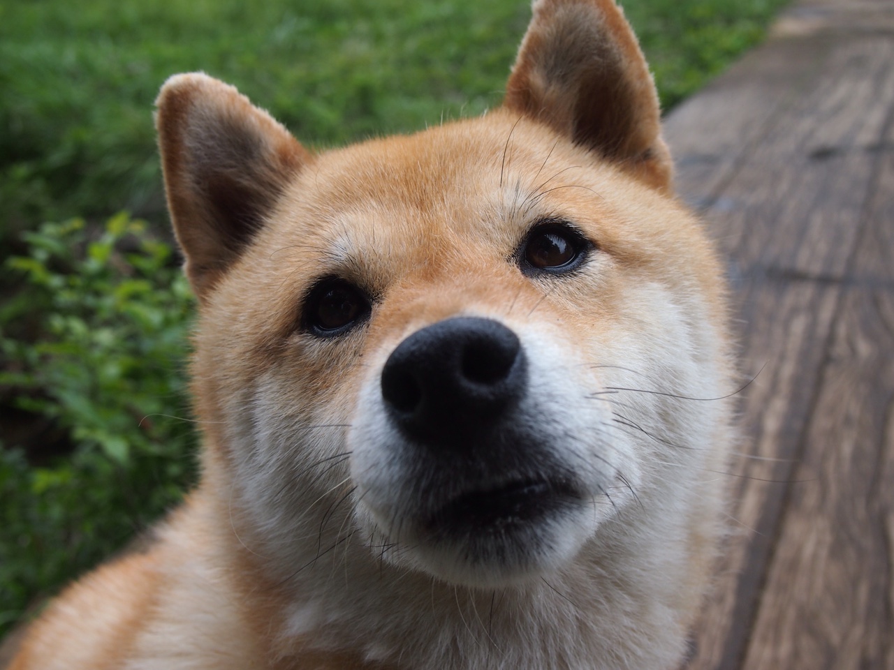 冬奥神队？墨西哥靠足球冰场逆天翻盘，奥运会 墨西哥