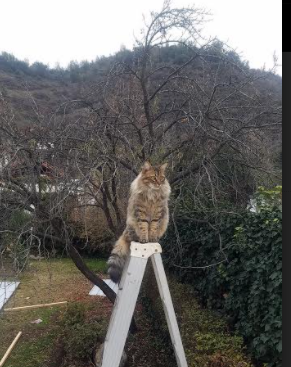 德国女足主场比赛门票售罄,德国女足2021