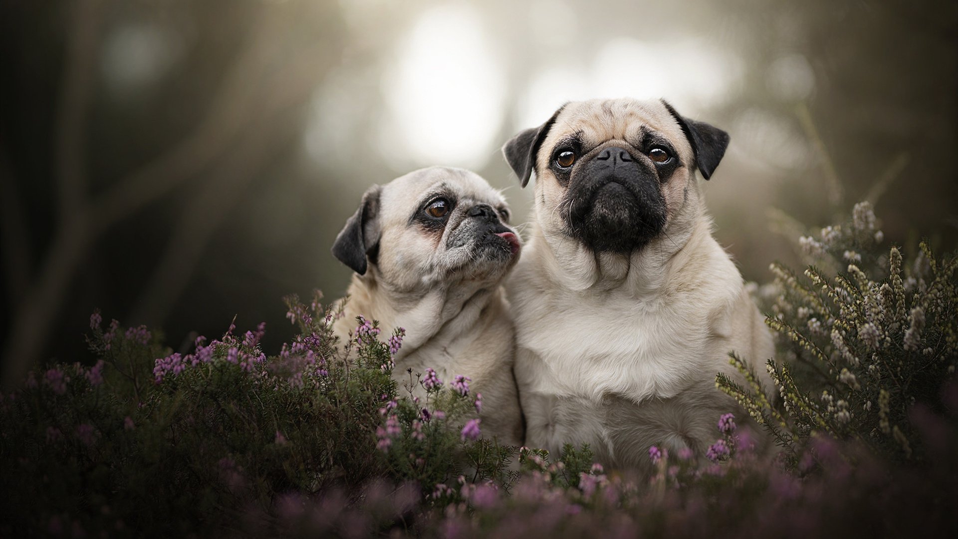 拉齐奥束手失落,可惜出局被消灭,拉齐奥百度百科