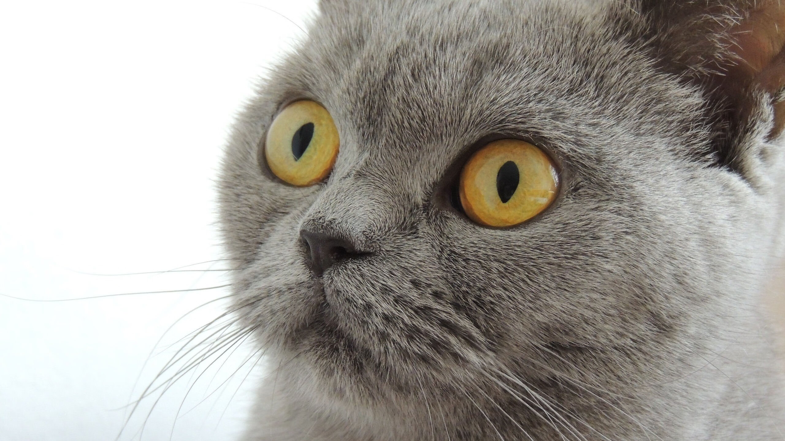 战队季后赛争夺白热化,战队季后赛争夺白热化球员