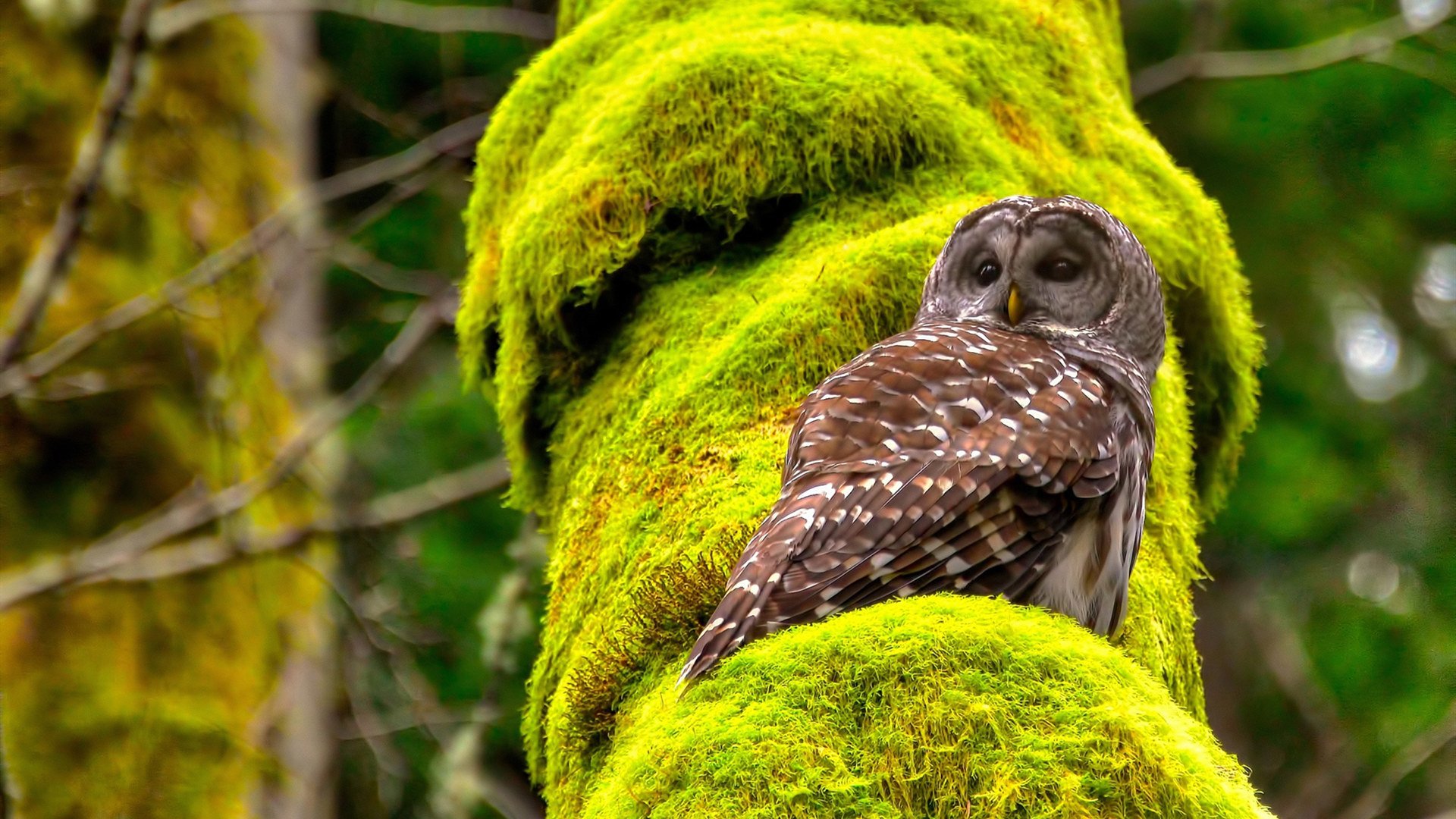 战队季后赛争夺白热化,战队季后赛争夺白热化球员