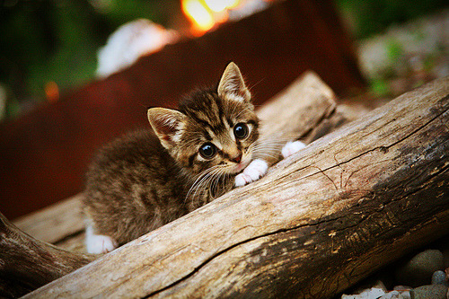 Kaiyun APP-战术打法变幻莫测，扭转败势逆袭成功，战术如何