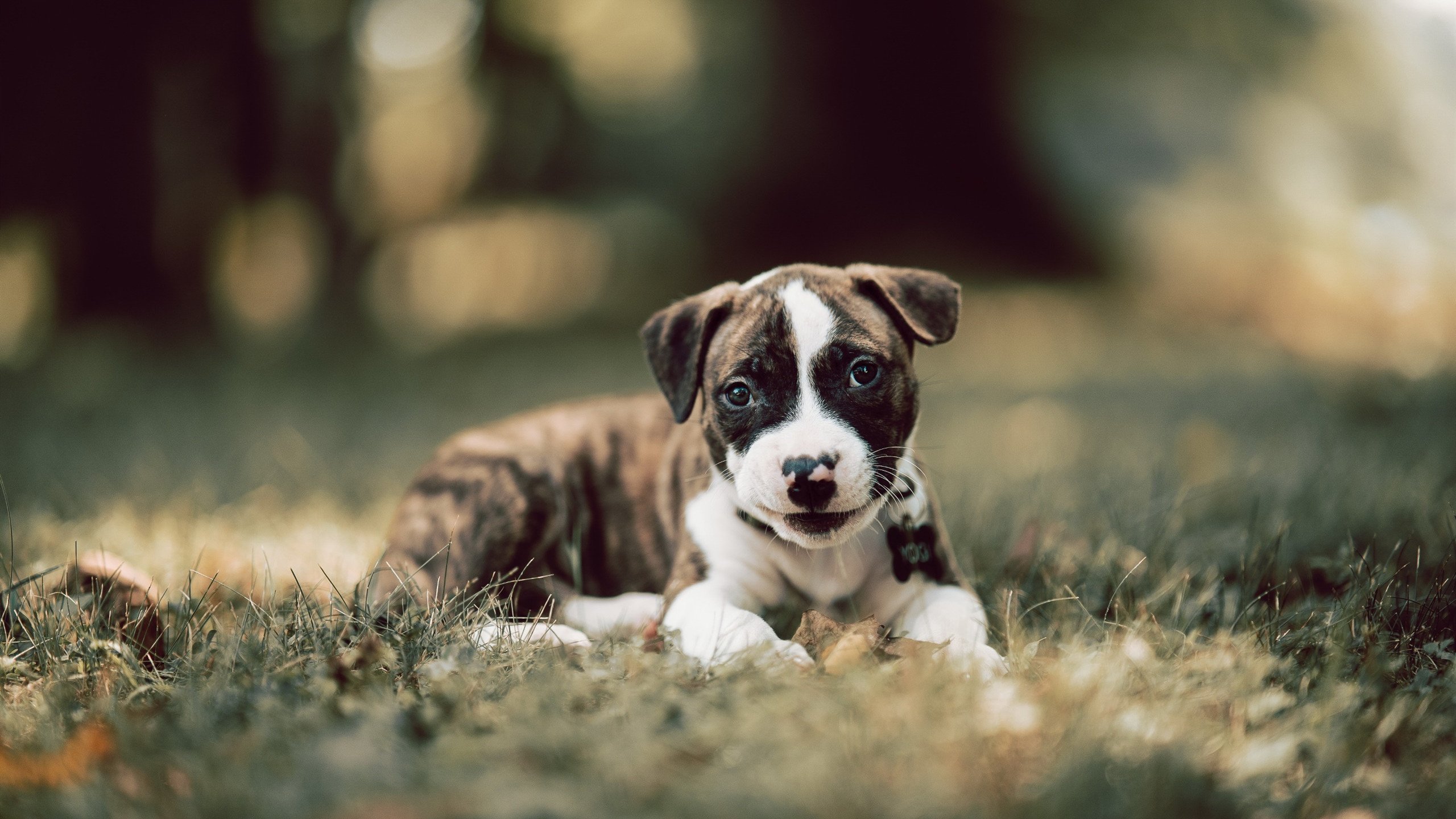 NBA球迷互动活动策划，nba球星互动