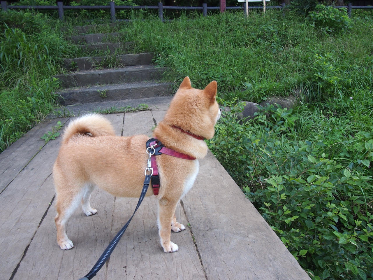 NBA球员转会市场动态，nba转会名单