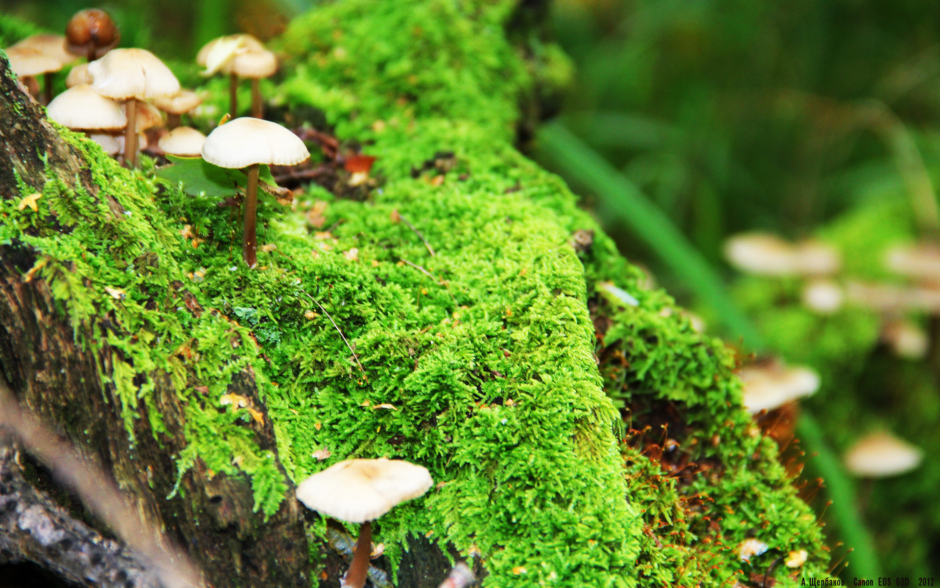 中国足球反击模式触发条件分析，中国足球防守反击