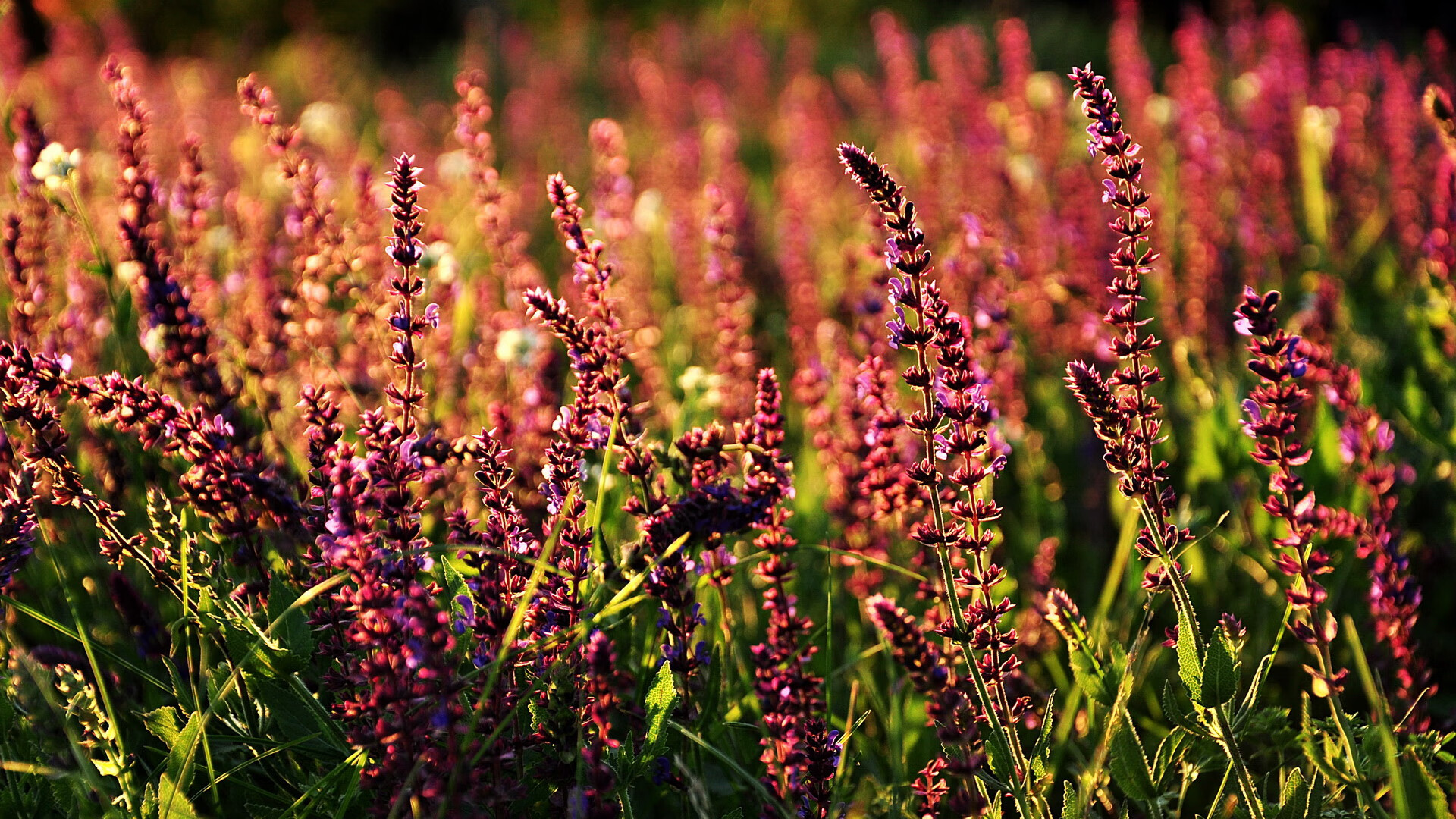 体校学生文化课程教学质量分析，学校体育文化建设情况