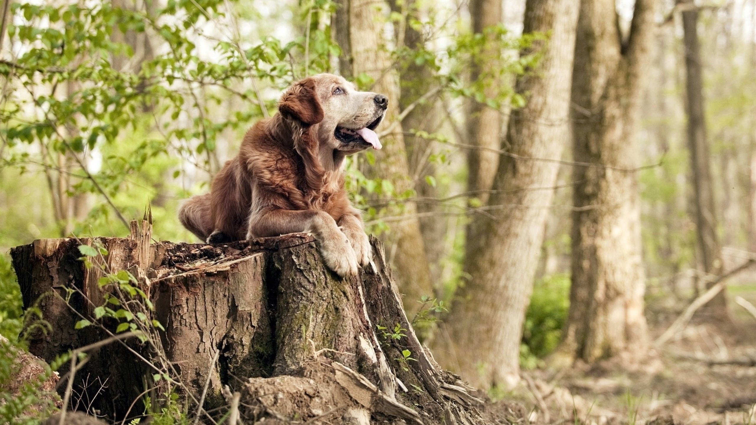 2024年乒乓球奥运资格赛火热进行中,2021年乒乓球奥运资格赛