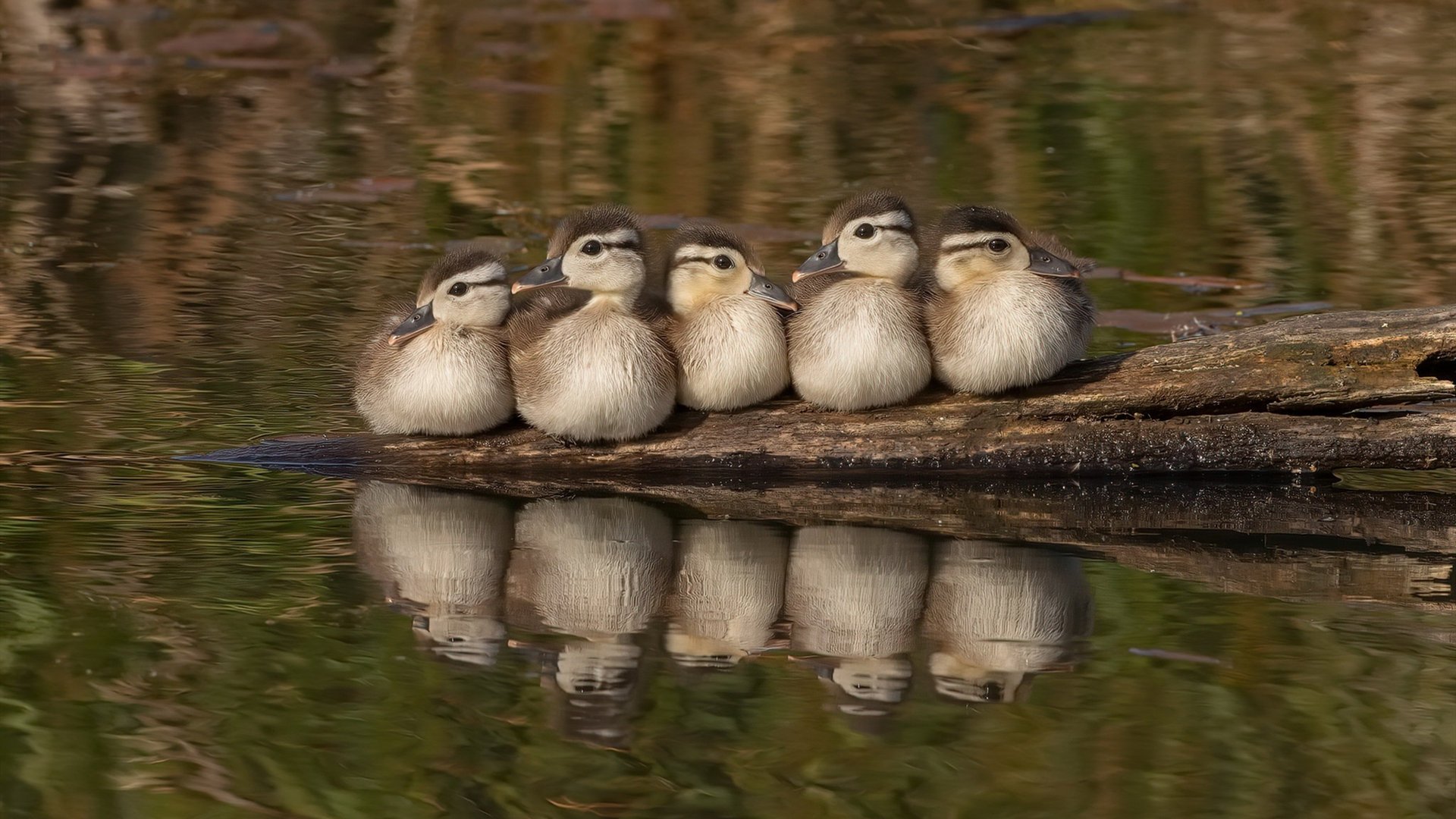 体育明星参与自然保护活动引发共鸣，体育明星是否有利于体育发展