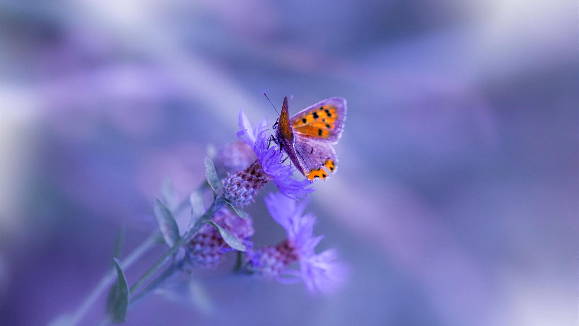 基层足球教练专业培训缺失,足球专项教师缺失原因