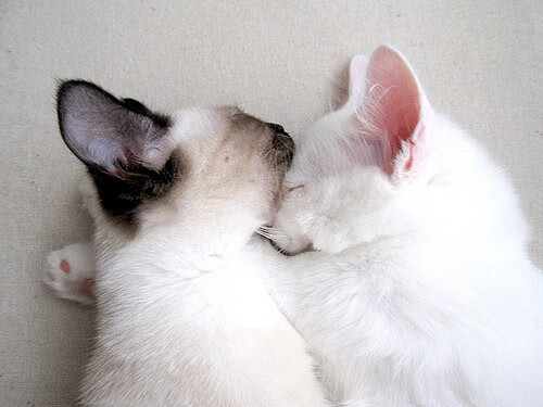 kaiyun体育app-深圳领航队重视第二阵容轮换提升整体深度，深圳领航者比赛记录