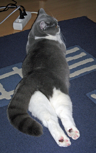 曼联主场迎战切尔西,争夺关键积分