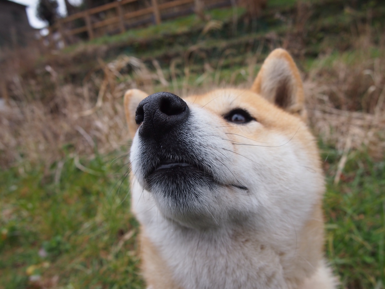 波兰男篮在欧洲锦标赛中夺冠,夺得历史性第一金