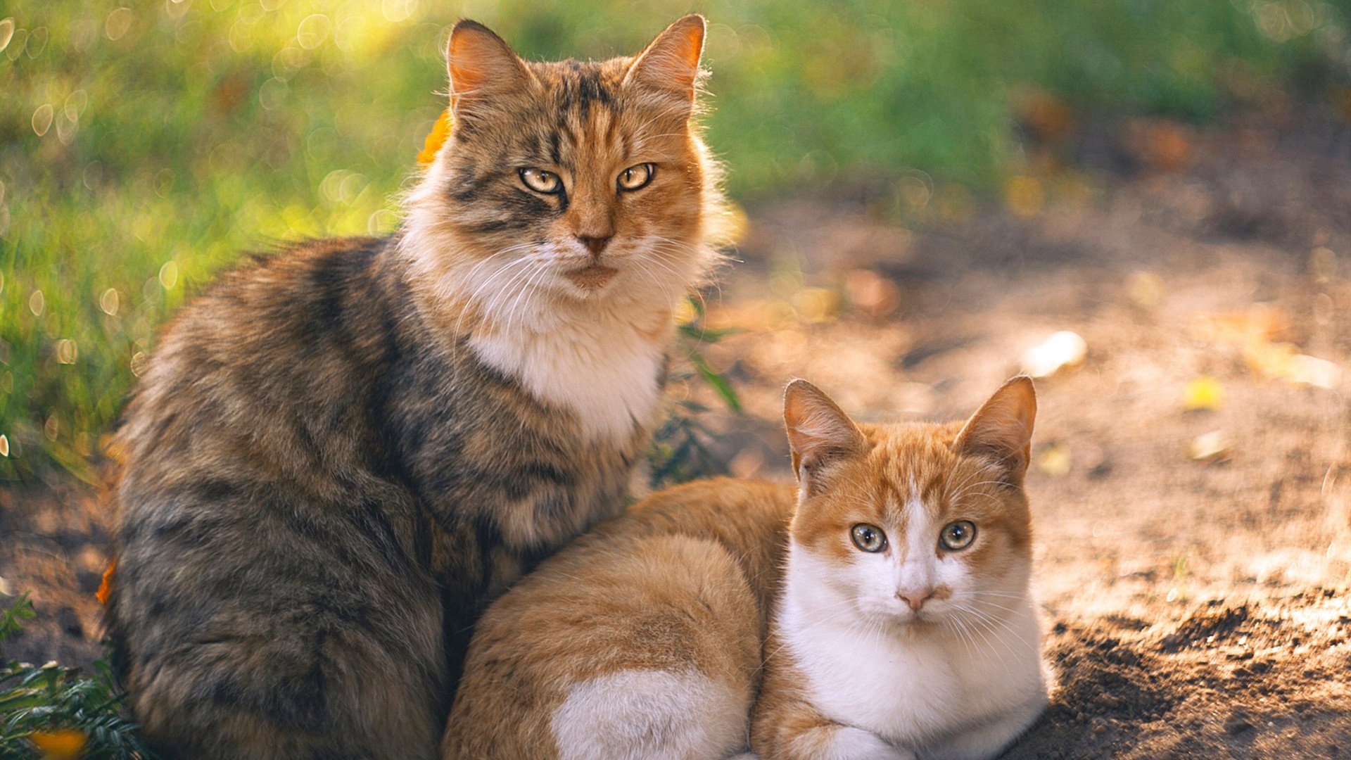 混合接力赛道上 美国队实力碾压对手,混合接力比赛